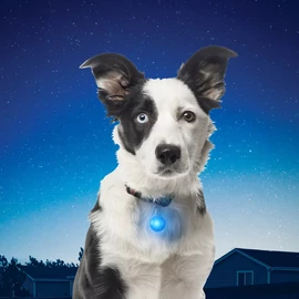 Nite Ize SpotLit® nyakörv lámpa, kék