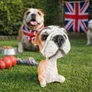 Kép 3/3 - Bólogató kutya - Angol bulldog (10cm magas)